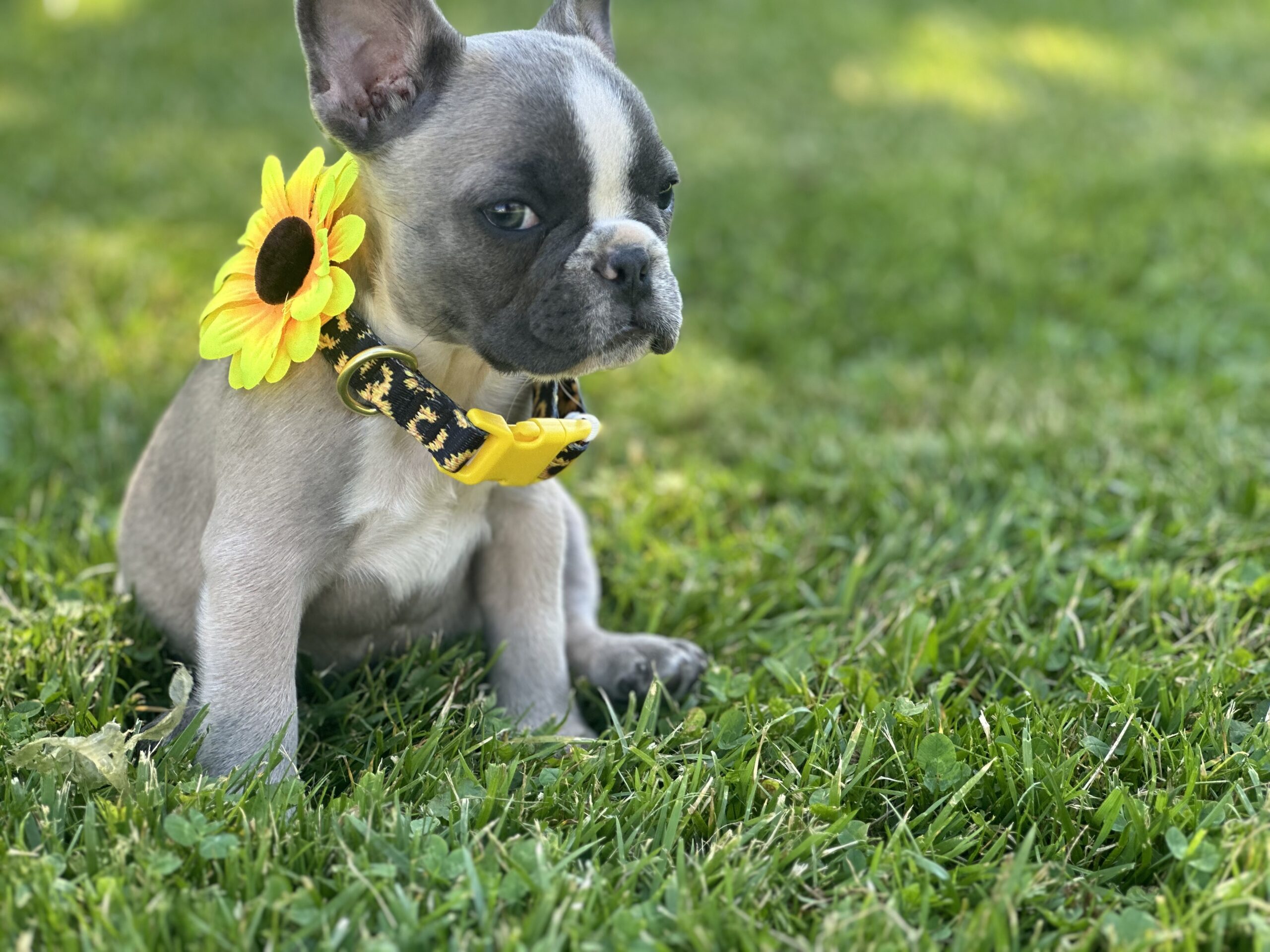 french bulldogs for sale nashville