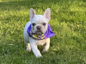french bulldogs for sale boston