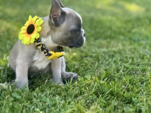 french bulldog puppies for sale nashville