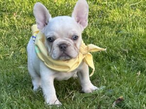 French Bulldogs for Sale Los Angeles
