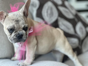 Merle French Bulldog