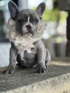 French Bulldogs for Sale NJ