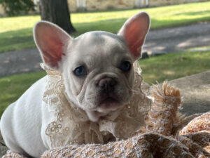 French Bulldog for Sale Las Vegas
