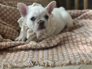 French Bulldog for Sale NY
