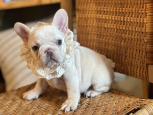 French Bulldogs for Sale in VA