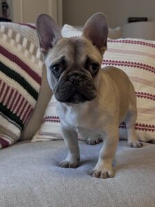 french bulldog chicago