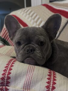 french bulldog for sale seattle