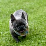 blue french bulldog