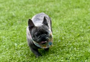 blue french bulldog