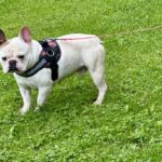 cream french bulldog