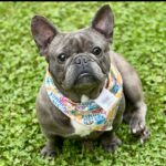 brindle female adult frenchie