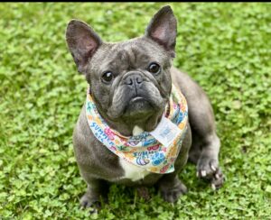 brindle female adult frenchie