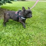 brindle french bulldog