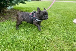 brindle french bulldog