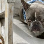 brindle male french bulldog