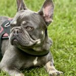 adult french bulldog for sale
