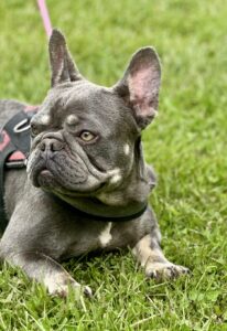 adult french bulldog for sale