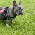 blue and tan french bulldog