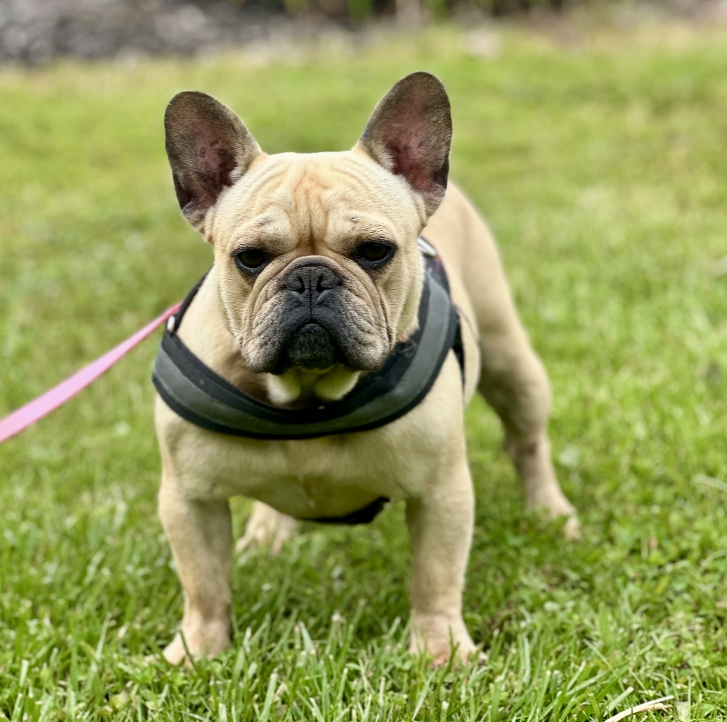 adult french bulldog for sale
