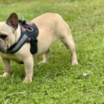 fawn french bulldog