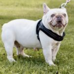 cream retired french bulldog for sale