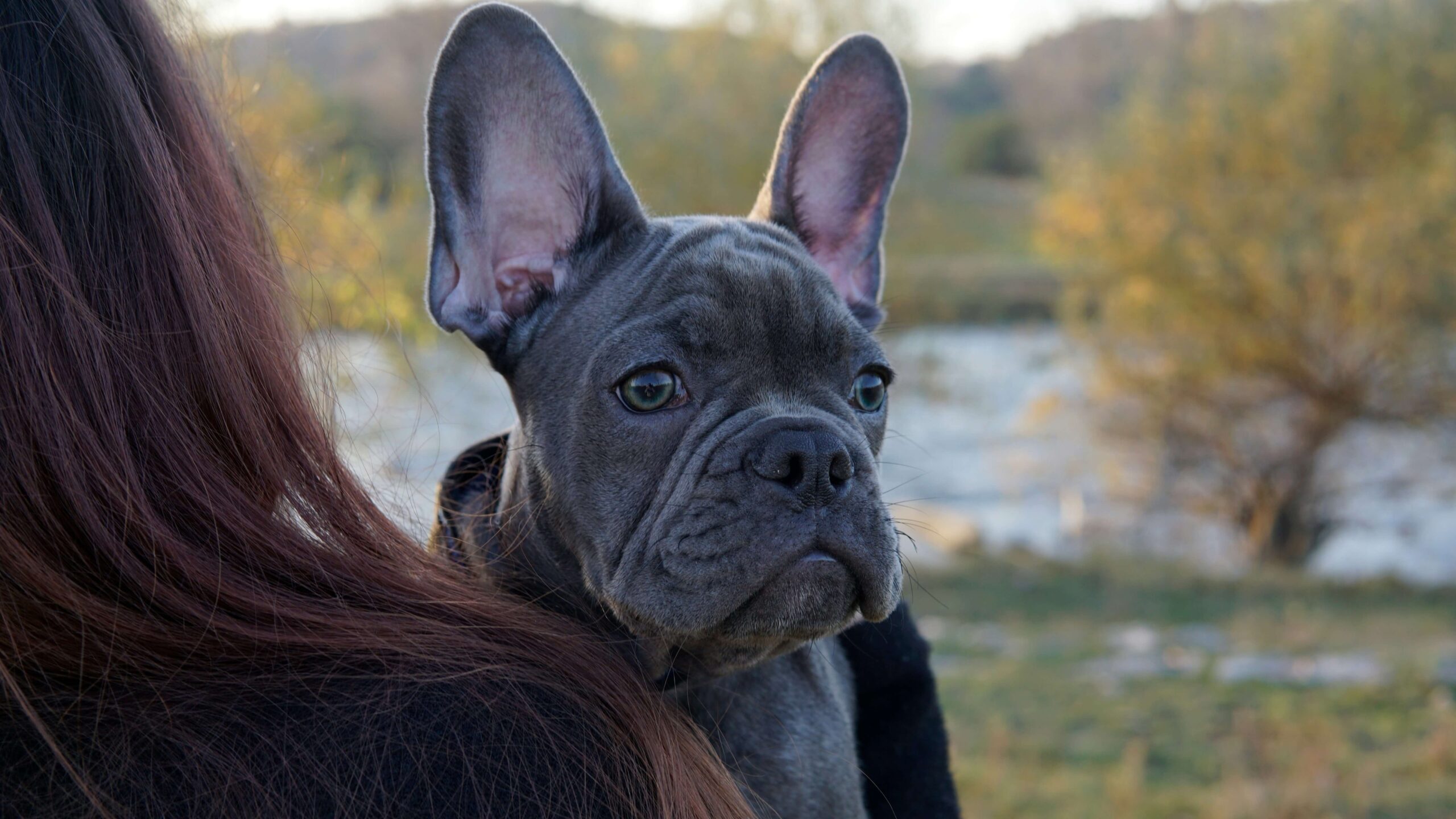 bulldog puppies oregon